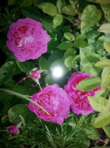 Roses we raised from a bare root. They smell fantastic.