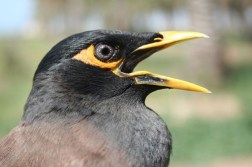 mynah
